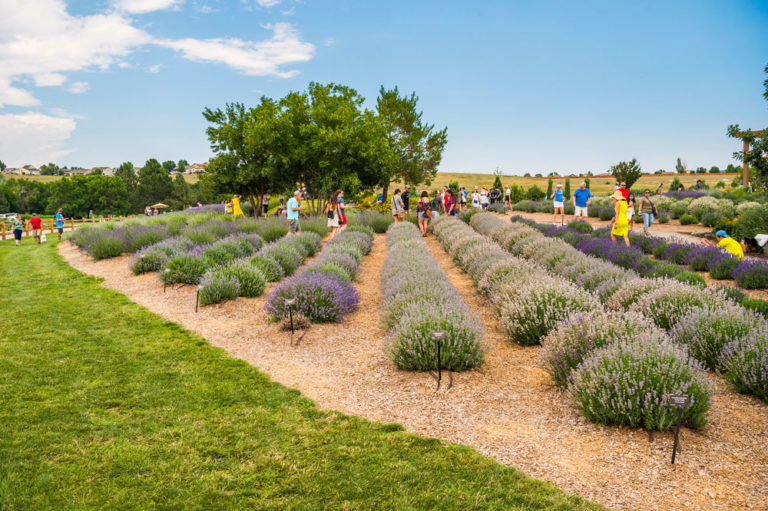 denver summer activities